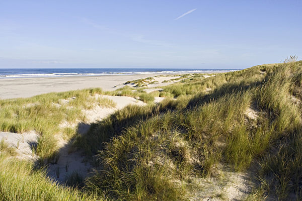 Dünen auf Vlieland, new dunes Vlieland