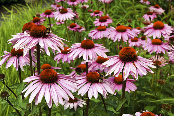 Purpurroter Sonnenhut, Purpursonnenhut, Roter Sonnenhut, Purpur-Sonnenhut, Purpursonnenhut, Scheinsonnenhut, Schein-Sonnenhut, Roter Purpursonnenhut, Echinacea purpurea, Rudbeckia purpurea, Brauneria purpurea, Purple Cone Flower, Eastern purple-coneflower,