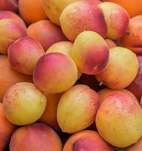 Aprikose, Vanilla Cot, Prunus armeniaca 'Vanilla Cot', Prunus armeniaca Vanilla Cot, apricot tree