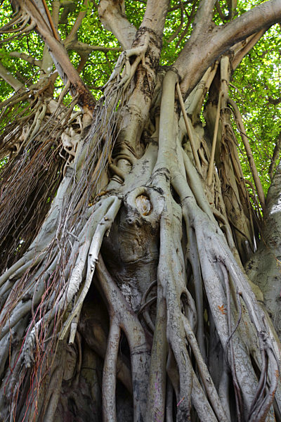 Bengalische Wuergefeige, Java-Feige, Javafeige, Ficus virens, Curtain Fig Tree