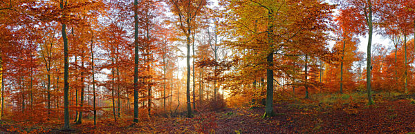 Rotbuche, Rot-Buche, Buche, Fagus sylvatica, common beech