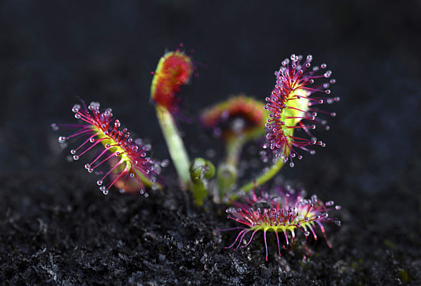 Rundblaettriger Sonnentau, Drosera rotundifolia, round-leaved sundew, roundleaf sundew