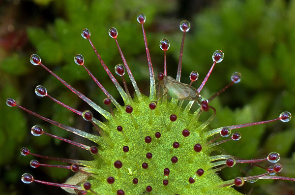 Mittlerer Sonnentau, Drosera intermedia, long-leaved sundew, oblong-leaved sundew, spoon-leaved sundew