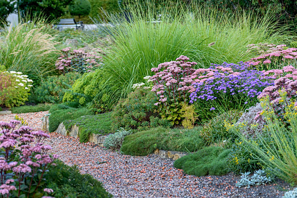 Fetthenne, Matrona, Sedum 'Matrona', Sedum Matrona, Sedum