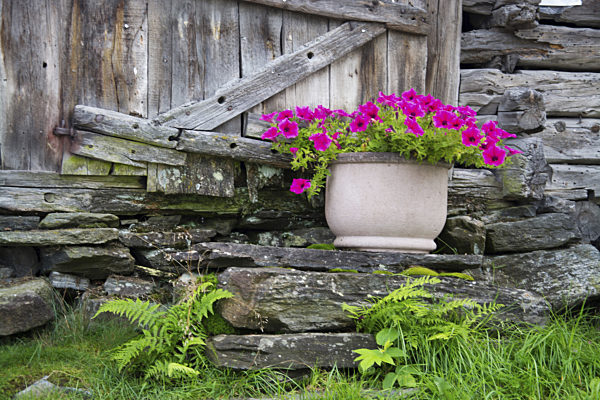 Garten-Petunie, Gartenpetunie, Petunie, Petunia x hybrida, Petunia-Hybride, garden petunia
