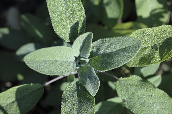 Echter Salbei, Gewoehnlicher Salbei, Salvia officinalis, common sage, kitchen sage