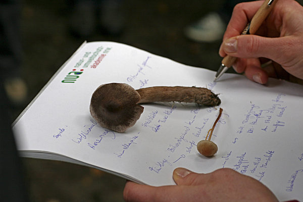 Bei der Pilzbestimmung, Pilze auf Schreibblock, determination of mushrooms