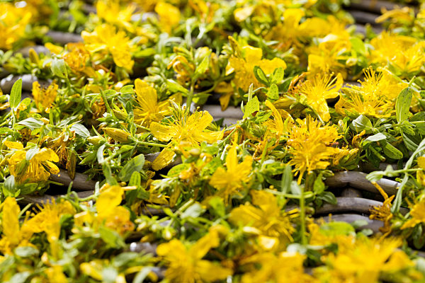 Echtes Johanniskraut, Tuepfel-Hartheu, Tuepfelhartheu, Tuepfel-Johanniskraut, Tuepfeljohanniskraut, Johanniskraut, Hypericum perforatum, Common St Johns-wort, perforate St Johns-wort, klamath weed, St. Johns-wort