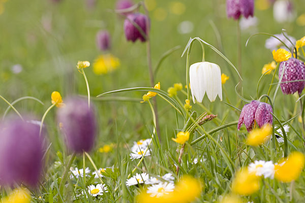 Schachblume, Gewoehnliche Schachblume, Kiebitzei, Schachbrettblume, Schachbrett-Blume, Fritillaria meleagris, common fritillary, snake's-head fritillaria