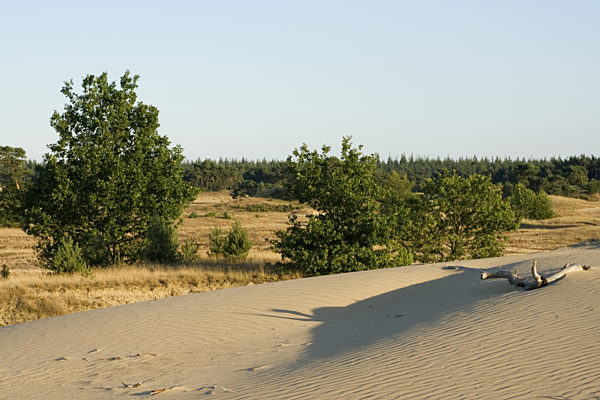 Duenenlandschaft, sand dunes