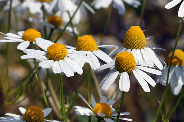 Echte Kamille, Matricaria chamomilla, Matricaria recutita, scented mayweed, german chamomile, german mayweed