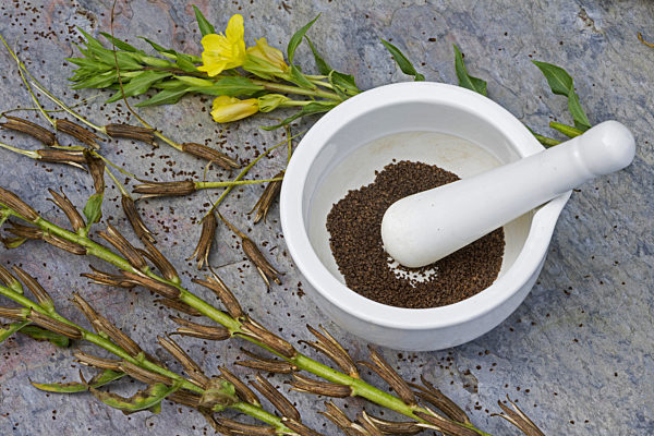 Gemeine Nachtkerze, Oenothera biennis, common evening primrose