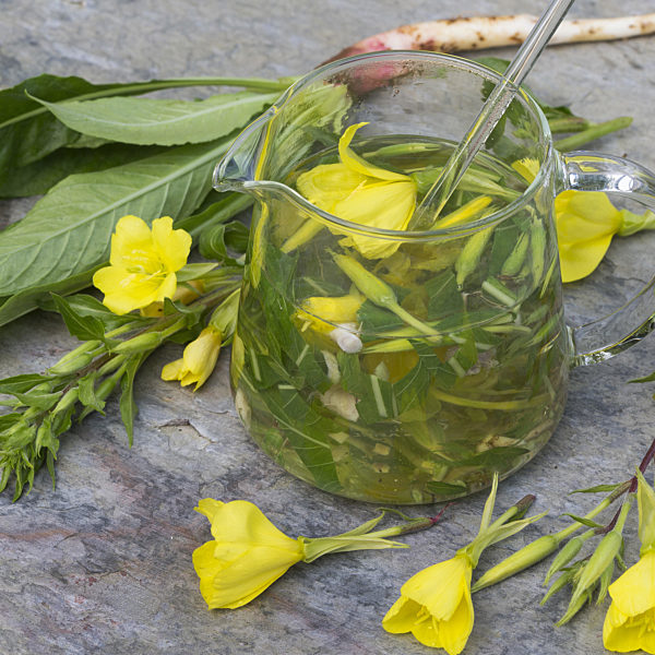 Gemeine Nachtkerze, Oenothera biennis, common evening primrose
