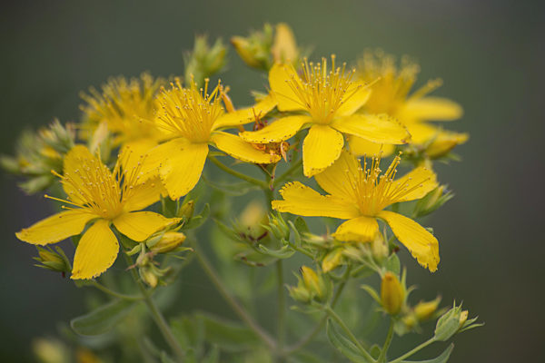 Echtes Johanniskraut, Tuepfel-Hartheu, Tuepfelhartheu, Tuepfel-Johanniskraut, Tuepfeljohanniskraut, Johanniskraut, Hypericum perforatum, Common St Johns-wort, perforate St Johns-wort, klamath weed, St. Johns-wort