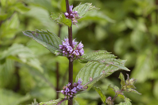 Pfefferminze, Pfeffer-Minze, Minze, Edelminze, Englische Minze, Teeminze, Frauenminze, Mentha x piperita, Mentha piperita, M. aquatica x M. spicata, peppermint, hybrid-peppermint
