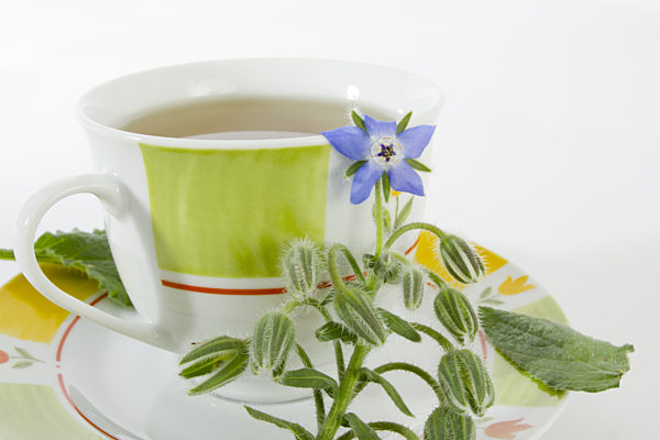 Borretsch, Boretsch, Gurkenkraut, Borago officinalis, common borage