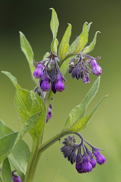 Gemeiner Beinwell, Gewoehnlicher Beinwell, Arzneibeinwell, Arznei-Beinwell, Symphytum officinale, common comfrey