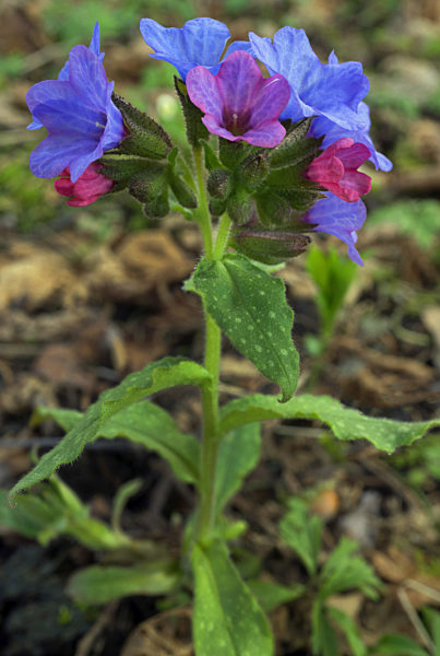 Echtes Lungenkraut, Geflecktes Lungenkraut, Pulmonaria officinalis, Common lungwort