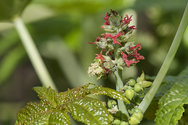 Rizinus, Rizinus-Staude, Rizinusstaude, Rizinusbaum, Wunderbaum, Christuspalme, Palma Christie, Hundsbaum, Laeusebaum, Ricinus communis, castor-oil plant, castor oil plant, ricin, Castor bean, Castorbean