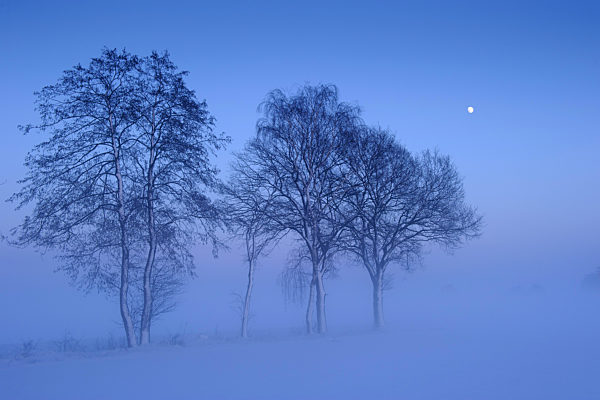 Baeume zur blauen Stunde mit Mond im Winter, trees on afield at blue hour with moon in winter