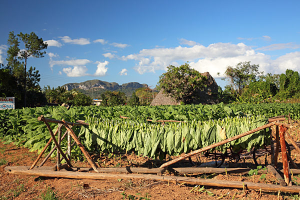 Virginischer Tabak, Tabak, Nicotiana tabacum, Cultivated Tobacco, Common Tobacco, Tobacco