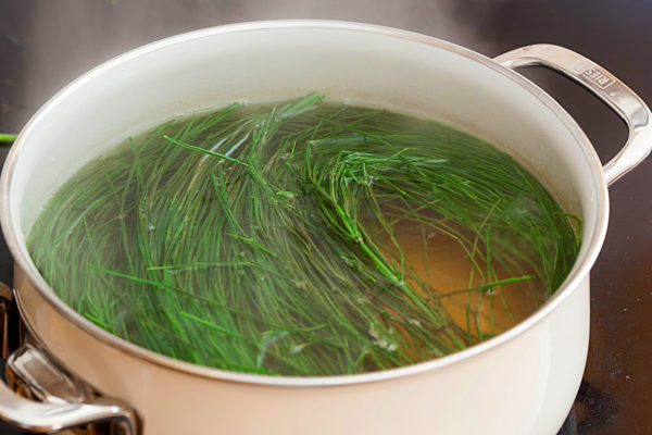 Acker-Schachtelhalm, Ackerschachtelhalm, Zinnkraut, Equisetum arvense, field horsetail