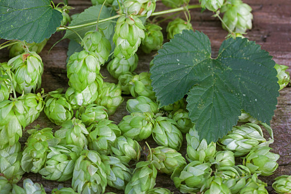 Gemeiner Hopfen, Gewoehnlicher Hopfen, Humulus lupulus, common hop
