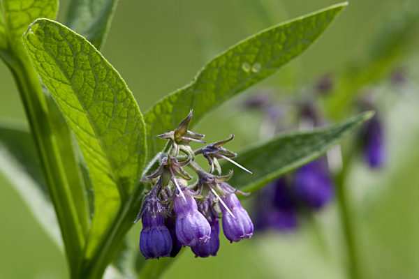 Gemeiner Beinwell, Gewoehnlicher Beinwell, Arzneibeinwell, Arznei-Beinwell, Symphytum officinale, common comfrey