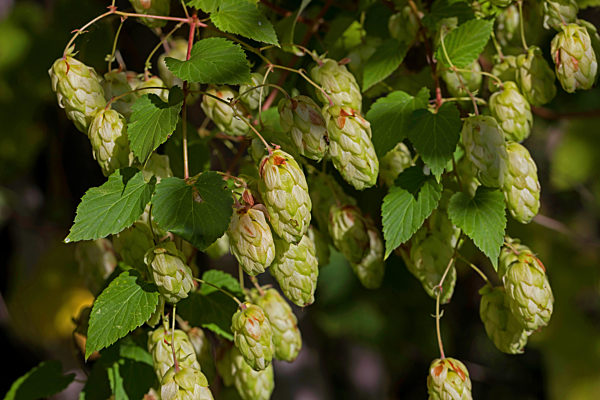 Gemeiner Hopfen, Gewoehnlicher Hopfen, Humulus lupulus, common hop