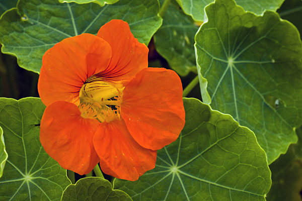 Grosse Kapuzinerkresse, Grosse Kapuziner-Kresse, Kapuzinerkresse, Kapuziner-Kresse, Tropaeolum majus, Indian cress, common nasturtium, garden nasturtium