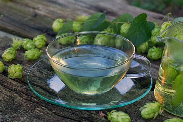 Gemeiner Hopfen, Gewoehnlicher Hopfen, Humulus lupulus, common hop