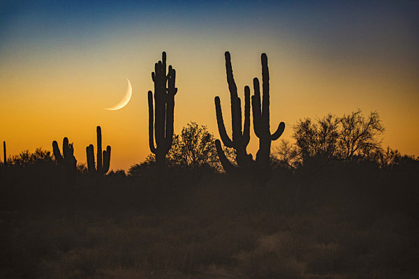 Saguaro-Kaktus, Saguarokaktus, Riesenkaktus, Kandelaberkaktus, Carnegiea gigantea, Cereus giganteus, saguaro cactus