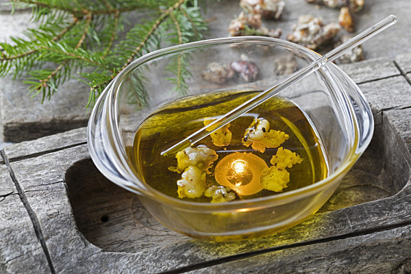 Gemeiner Wacholder, Gewoehnlicher Wacholder, Heide-Wacholder, Heidewacholder, Juniperus communis, Common juniper, Ground juniper