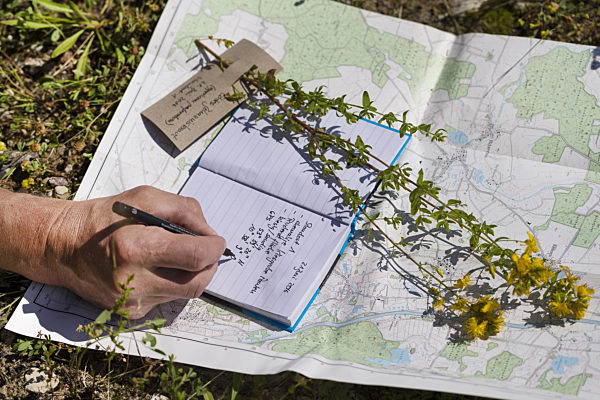 Echtes Johanniskraut, Tuepfel-Hartheu, Tuepfelhartheu, Tuepfel-Johanniskraut, Tuepfeljohanniskraut, Johanniskraut, Hypericum perforatum, Common St John's-wort, perforate St John's-wort, klamath weed, St. John's-wort