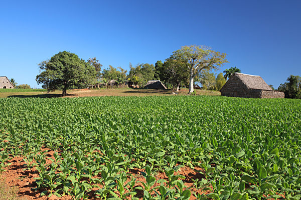 Virginischer Tabak, Tabak, Nicotiana tabacum, Cultivated Tobacco, Common Tobacco, Tobacco