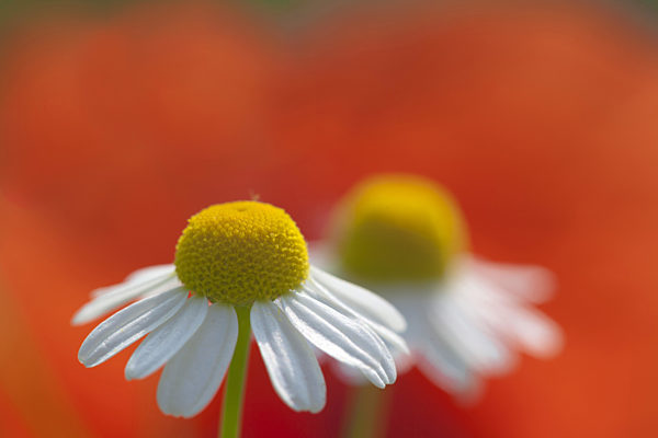 Echte Kamille, Matricaria chamomilla, Matricaria recutita, scented mayweed, german chamomile, german mayweed