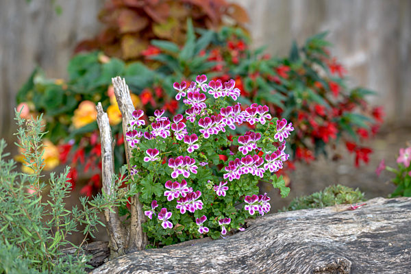 Zitronen-Geranie, Zitronengeranie, Zitronen-Pelargonie, Zitronenpelargonie, Duft-Geranie, Duftgeranie, Duft-Pelargonie, Duftpelargonie, PAC Angels Perfume, Palergonium crispum 'PAC Angels Perfume', Palergonium crispum PAC Angels Perfume, citrosa geranium,
