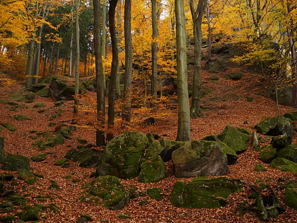 Herbstwald im Elbsandsteingebirge, autumn forest of Elbsandsteingebirge