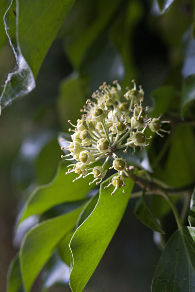 Gemeiner Efeu, Gewoehnlicher Efeu, Hedera helix, English ivy, common ivy