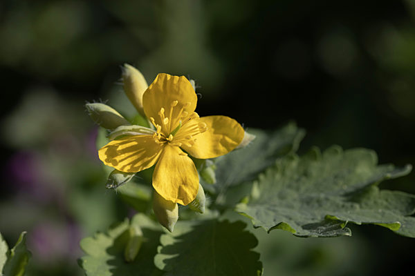 Schoellkraut, Grosses Schoellkraut, Warzenkraut, Chelidonium majus, greater celandine