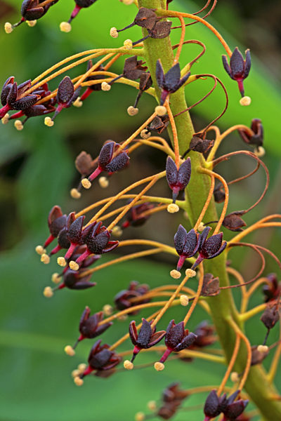 Kannenpflanze  , Nepenthes spec., pitcher plant