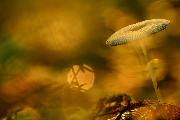 Gemeiner Scheibchentintling, Glimmeriger Scheibchentintling, Rad-Tintling, Radtintling, Rädchentintling, Parasola plicatilis, Gewoon plooirokje, Parasola plicatilis