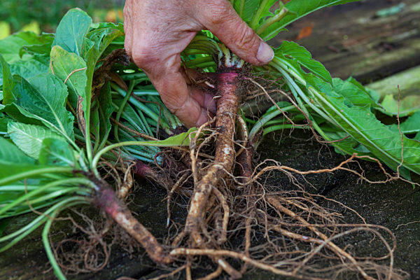 Gemeine Nachtkerze, Oenothera biennis, common evening primrose