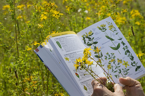 Echtes Johanniskraut, Tuepfel-Hartheu, Tuepfelhartheu, Tuepfel-Johanniskraut, Tuepfeljohanniskraut, Johanniskraut, Hypericum perforatum, Common St John's-wort, perforate St John's-wort, klamath weed, St. John's-wort