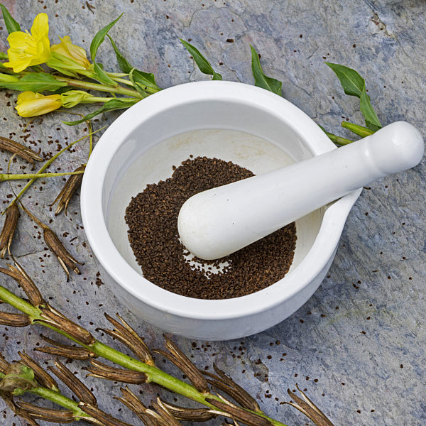 Gemeine Nachtkerze, Oenothera biennis, common evening primrose