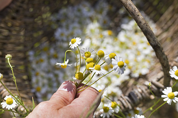 Echte Kamille, Matricaria chamomilla, Matricaria recutita, scented mayweed, german chamomile, german mayweed