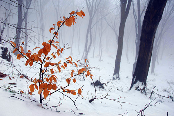 Rotbuche, Rot-Buche, Buche, Fagus sylvatica, common beech
