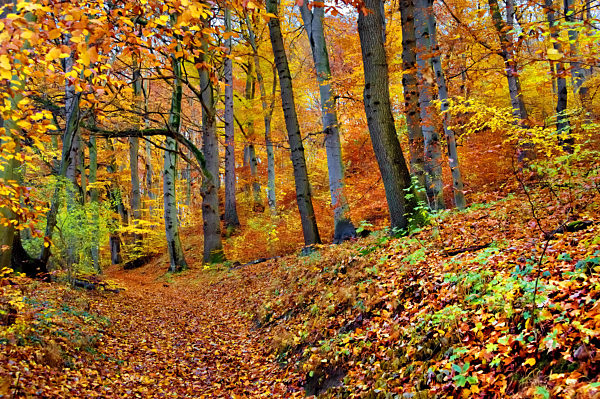 Rotbuche, Rot-Buche, Buche, Fagus sylvatica, common beech