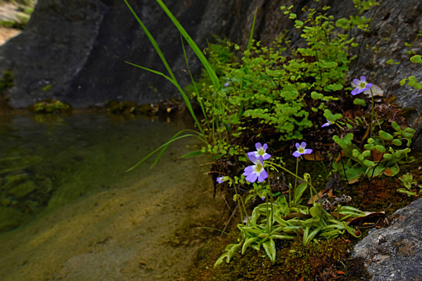 Krystallartiges Fettkraut, Pinguicula hirtifolia, Pinguicula crystallina subsp. hirtifolia, butterwort
