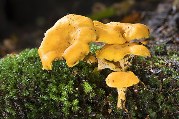 Echter Pfifferling, Eierschwamm, Reherl, Cantharellus cibarius, chanterelle
